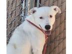 Adopt BLANCO a Pit Bull Terrier, Mixed Breed