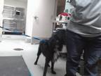 Adopt SNOOP a Irish Terrier, Mixed Breed