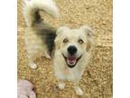 Adopt COLUMBUS a German Shepherd Dog, Husky