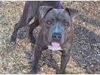 Adopt HANSEN a Pit Bull Terrier, Mixed Breed