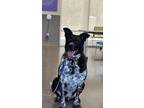 Adopt POPCORN a Australian Cattle Dog / Blue Heeler, Border Collie