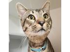 Adopt LINUS in FOSTER a Domestic Short Hair