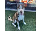 Adopt RIGBY a Siberian Husky