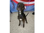 Adopt ZOODLE a Bluetick Coonhound, Mixed Breed