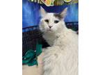 Adopt SMOKEY a Domestic Long Hair