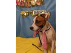 Adopt ROSCO a Pit Bull Terrier, Labrador Retriever