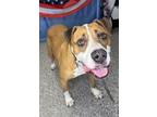Adopt TANK a Boxer, Mixed Breed