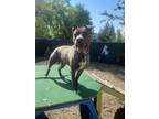 Adopt Danny a Pit Bull Terrier