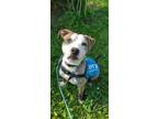 Adopt Marlin a Pit Bull Terrier