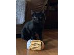 Adopt Sebastian a Domestic Short Hair