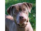 Adopt Jameson a Labrador Retriever