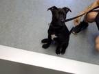 Adopt SPLOOT a Labrador Retriever