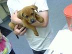 Adopt FRITZ a German Shepherd Dog, Mixed Breed