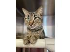 Adopt Lambert a Domestic Short Hair