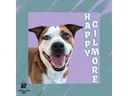 Adopt Happy Gilmore a Mixed Breed