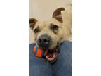 Adopt MAVERICK a Mixed Breed