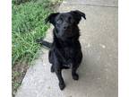Adopt SHAGGY a Border Collie, Mixed Breed
