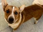 Adopt RED a Australian Cattle Dog / Blue Heeler, Mixed Breed