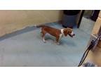 Adopt CHARLIE a Beagle, Mixed Breed