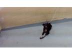 Adopt TAE a Pit Bull Terrier, Mixed Breed