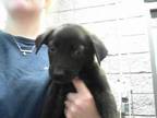 Adopt A165408 a German Shepherd Dog, Mixed Breed