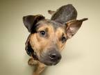 Adopt JESTER a Black and Tan Coonhound, Mixed Breed