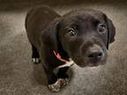 Adopt BOSLEY a Labrador Retriever, Mixed Breed