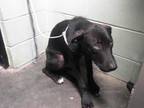 Adopt LOUIS a German Shepherd Dog, Mixed Breed