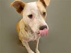 Adopt RAMBO a Australian Cattle Dog / Blue Heeler, Mixed Breed