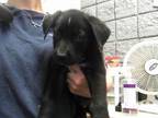 Adopt A165407 a German Shepherd Dog, Mixed Breed