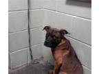 Adopt BRUTIS a Boxer, Mixed Breed