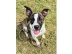 Adopt Bronx a Pit Bull Terrier, Mountain Cur