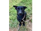 Adopt Whizzer a Mixed Breed