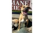 Adopt Mooney a German Shepherd Dog
