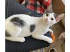 Adopt Lasso a Domestic Short Hair