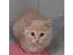 Magneto Domestic Longhair Kitten Male