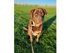 Nestley Labrador Retriever Young Male