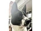 Colby Border Collie Young Male