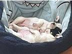 Bria Mixed Breed (Medium) Puppy Female