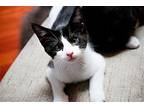 Doc Domestic Shorthair Kitten Male