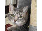 Adopt Bandit a Domestic Short Hair