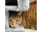 Adopt Clover a Domestic Short Hair
