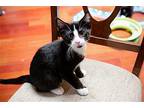 Happy Domestic Shorthair Kitten Female