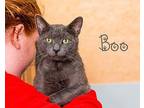 Boo Domestic Shorthair Young Male