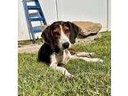 Cassidy Cat Beagle Young Female
