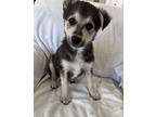 Paige Mixed Breed (Medium) Puppy Female