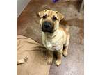 Zimba German Shepherd Dog Puppy Male