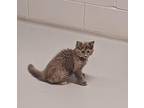 Rogue Domestic Longhair Kitten Female