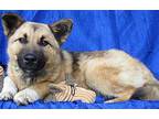 Buddy Byron Francie Norwegian Elkhound Adult Male