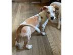 Ollie Dachshund Young Male